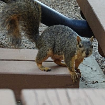 squirrel photos - squirrel standing on picnic table