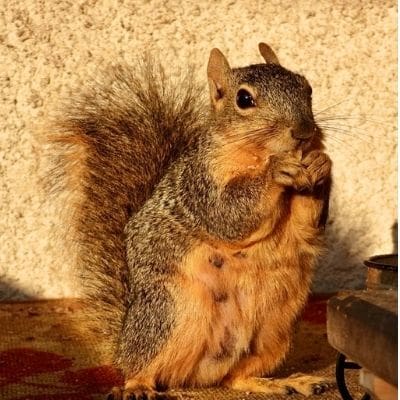s quirrel photos - squirrel eating an almond in the sun