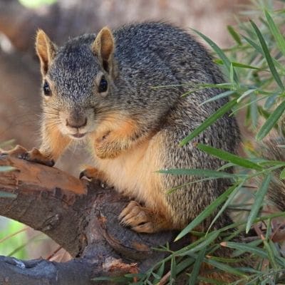 squirrel photos - squirrel sitting on tree limb
