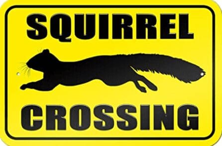 squirrel themed gifts -squirrel crossing sign