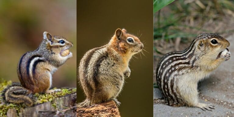 Chipmunk vs Squirrel: How Exactly are They Different?