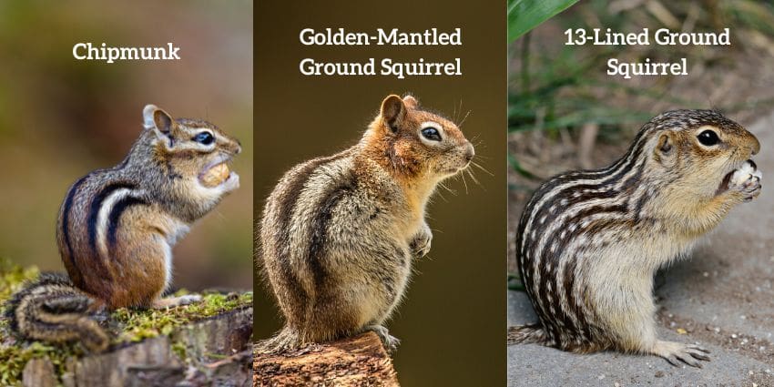 chipmunk vs squirrel - comparison