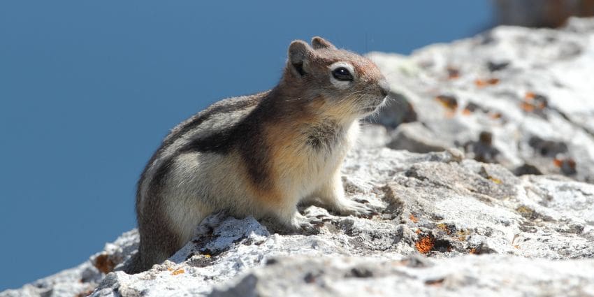 chipmunk vs squirrel - golden mantled ground squirrel on a rock