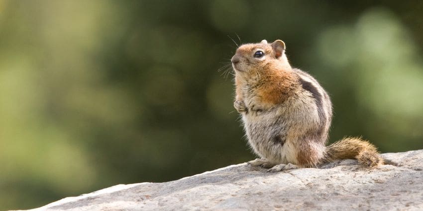 chipmunk vs squirrel - golden mantled squirrel