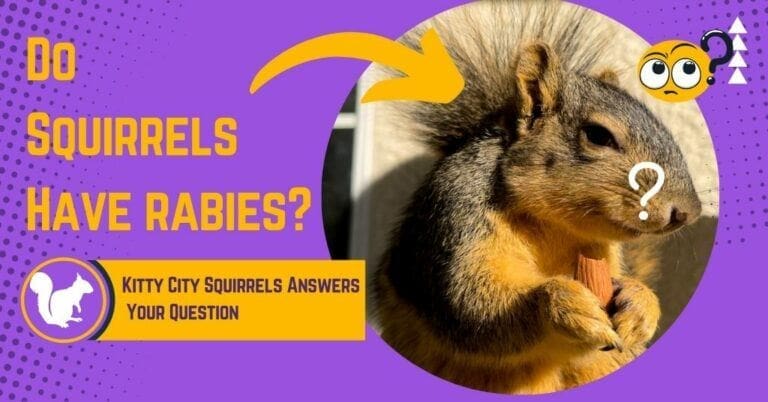 Do Squirrels have Rabies? What You Need to Know Now!