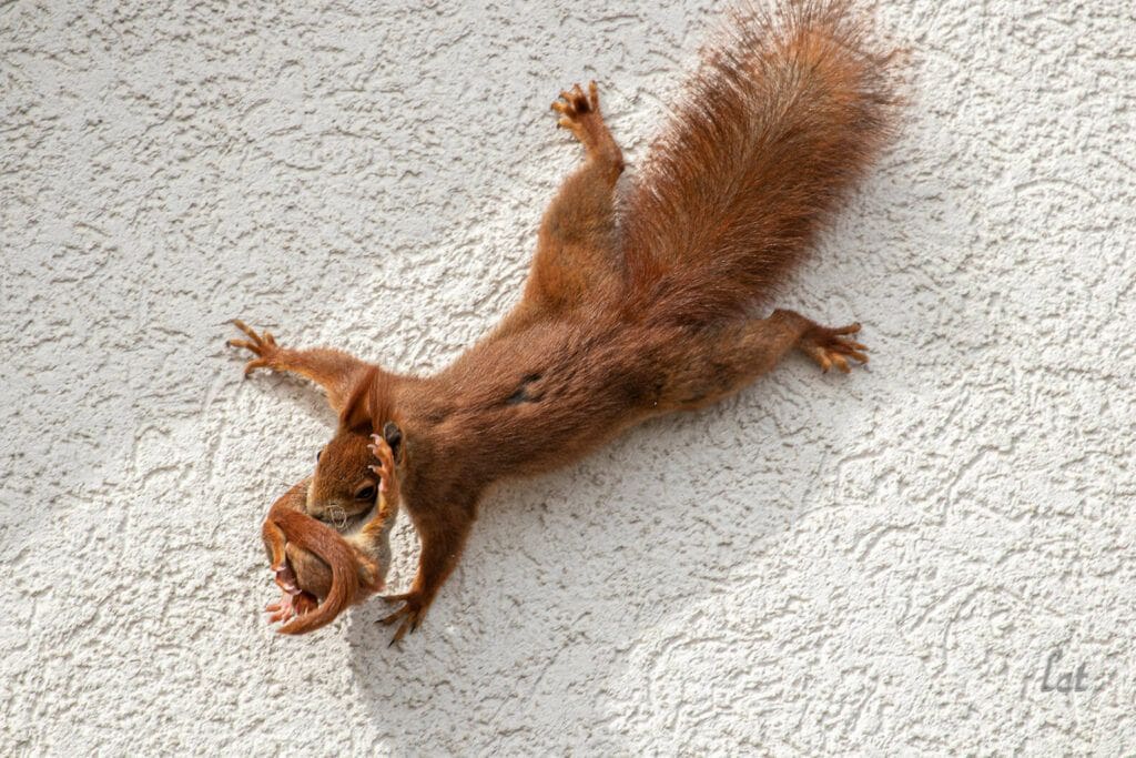 squirrel on wall