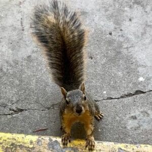 Do Squirrels have Rabies - squirrel outside on step
