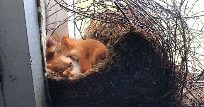 where do squirrels live squirrels sleeping in a nest