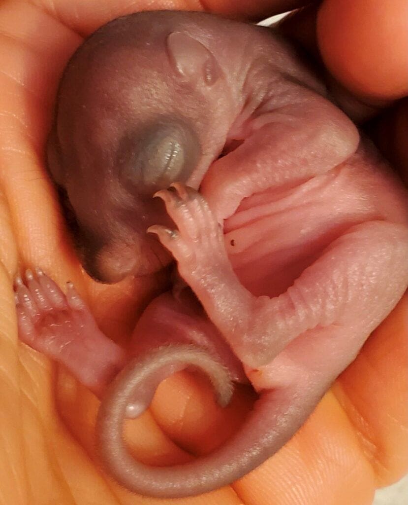 baby squirrel feeding chart - baby squirrel age 7 days sitting in the palm of rehabber's hand