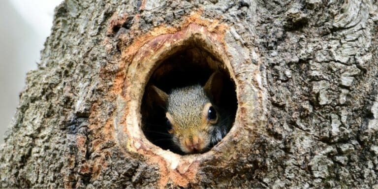 Baby Squirrel Feeding Chart – An Ultimate Intro to Foods