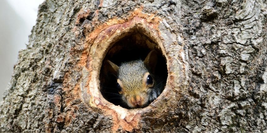 baby squirrel feeding chart - baby squirrel looking out of tree den
