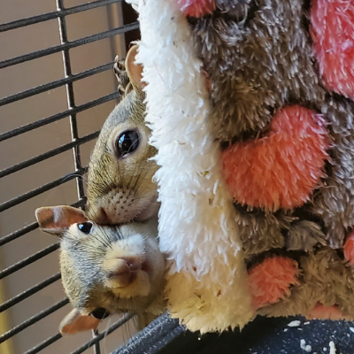 baby squirrel feeding chart - two eastern grey squirrels snuggled in a play tunnel