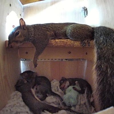 cute squirrel photos -image of squirrel mom and babies