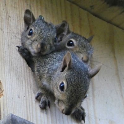 cute squirrel photos - image of three squirrels looking out of nesting box