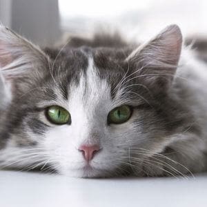 How Often Do You Take A Cat To The Vet - gray and white cat with green eyes 