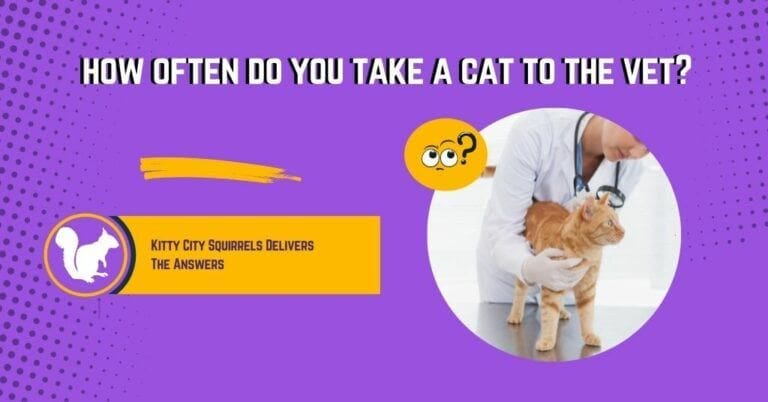 How Often Do You Take A Cat To The Vet? Find Out Here