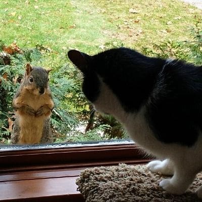 cute squirrel photos -Fox squirrel looking through window at cat