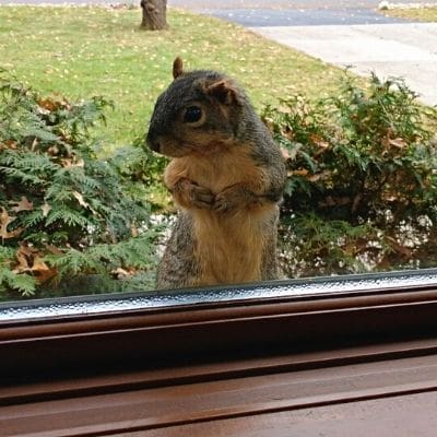 squirrel looking in the window