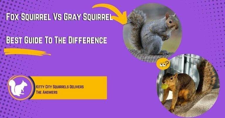 Fox Squirrel Vs Gray Squirrel: Top Guide To The Difference