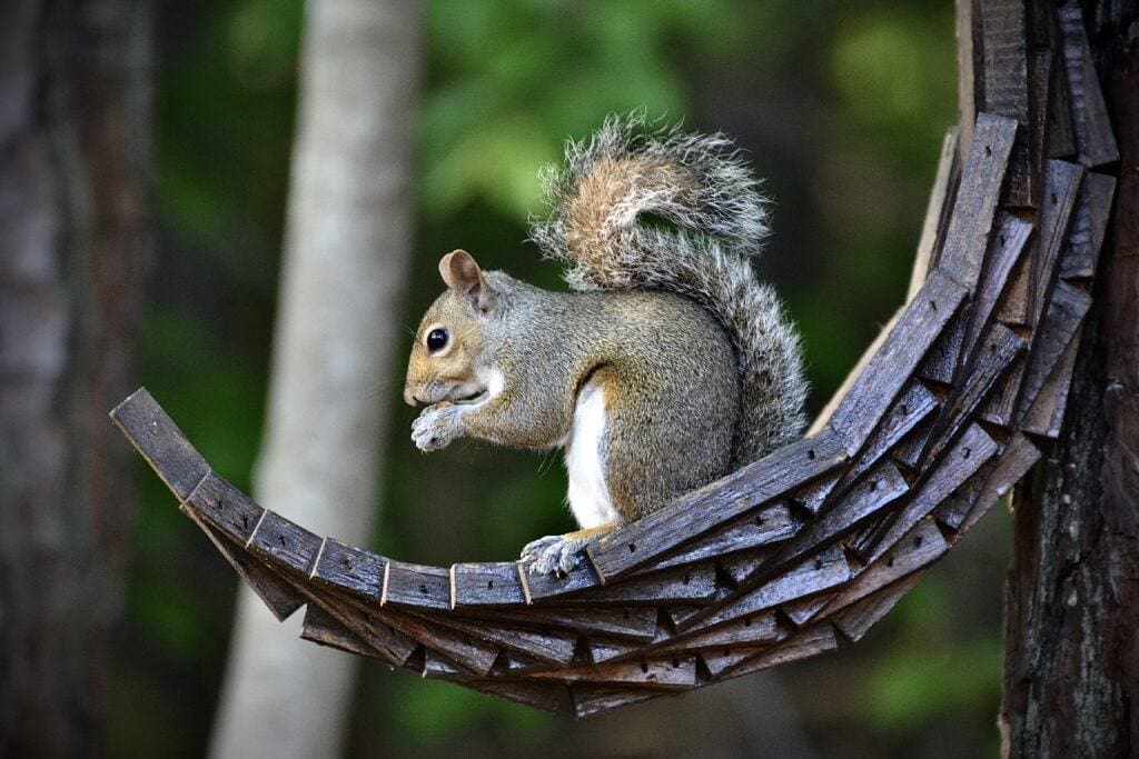 fox squirrel vs gray squirrel - gray squirrel eating nut