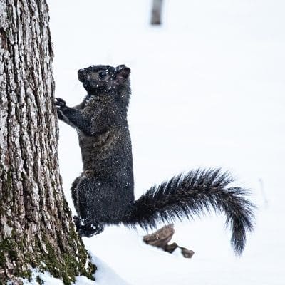 cute squirrel photos - black squirrel