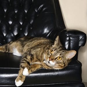how to repair cat scratches on leather furniture - cat on black leather couch