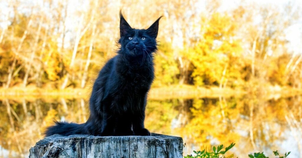 Black Maine coon cat - sitting on tree trunk