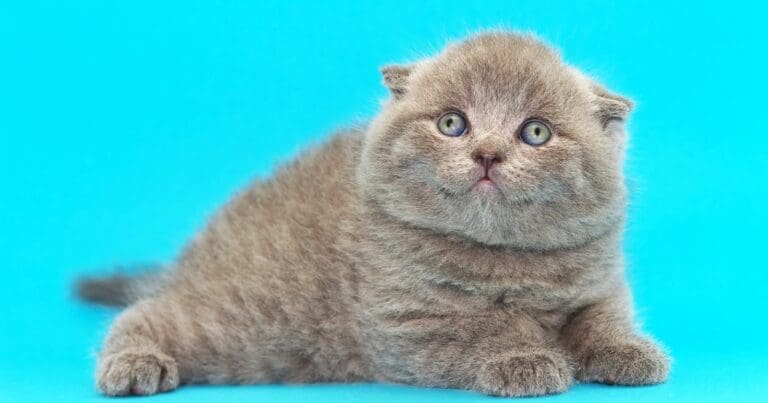 The Scottish Fold Munchkin Cat: What You Need to Know