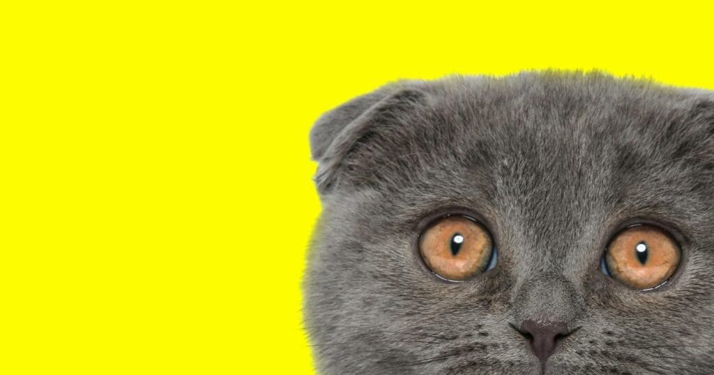 Scottish Fold Munchin cat - grey cat with gold eyes