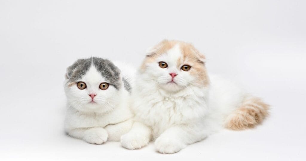 Scottish Fold Munchkin cat kittens