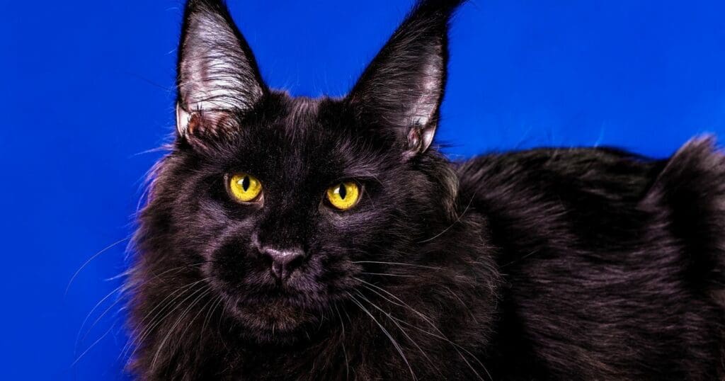 black maine coon - black cat and yellow eyes