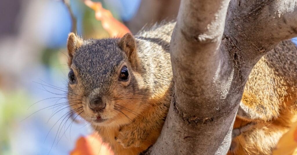 do squirrels carry rabies: fox squirrel on tree branch