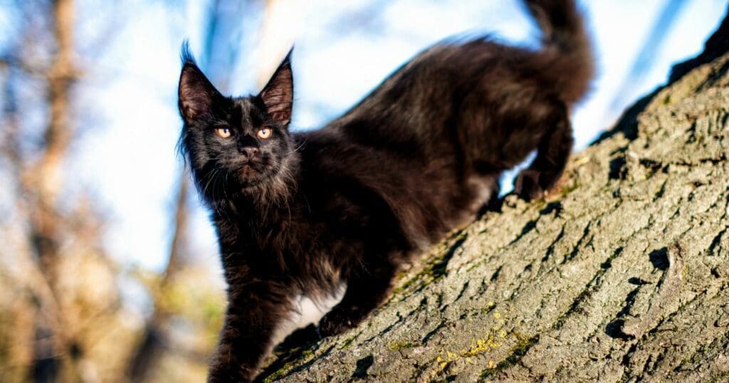full grown black Maine coon cat - climbing tree trunk