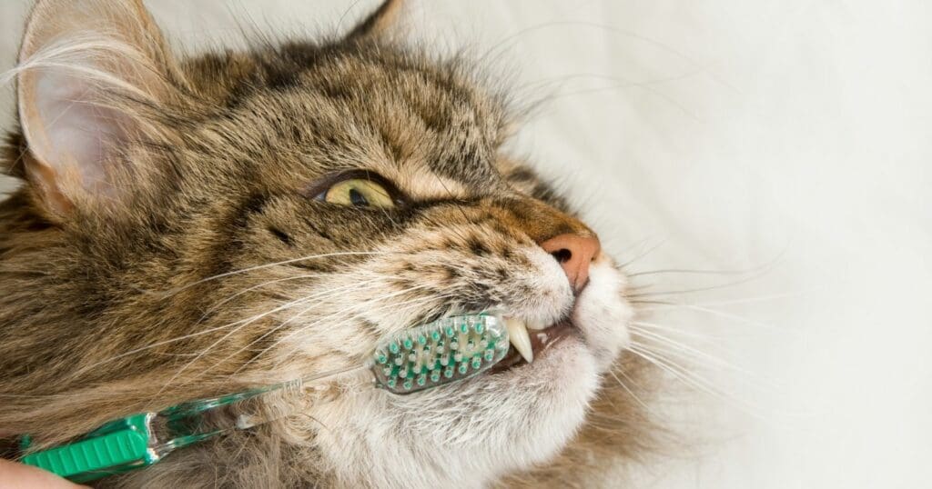 tabby Maine coon cat - getting teeth brushed
