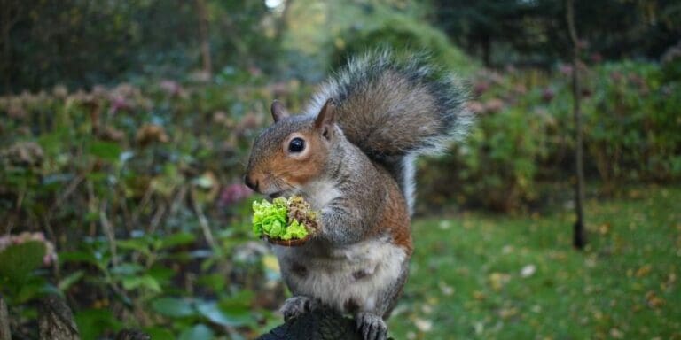 Do Squirrels Eat Lettuce: A Bonanza Garden Picnic