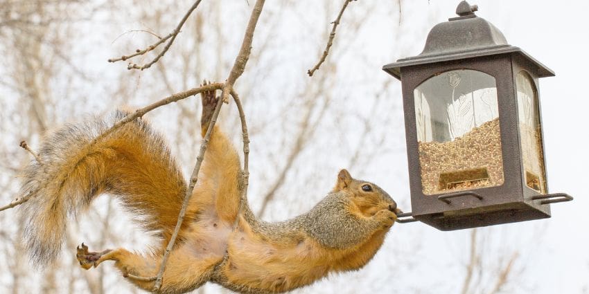 Do squirrels eat lettuce - fox squirrel eating seeds
