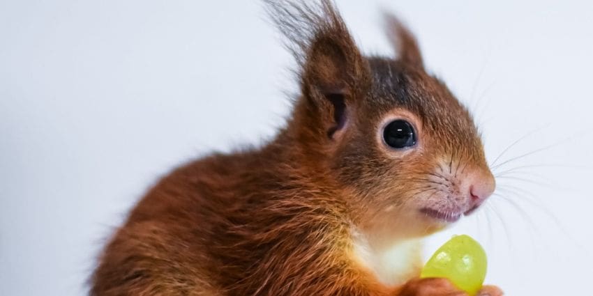 Do squirrels eat lettuce - squirrel eating a grape