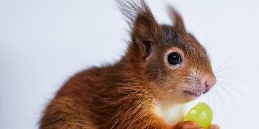 Do Squirrels Eat Lettuce: A Bonanza Garden Picnic