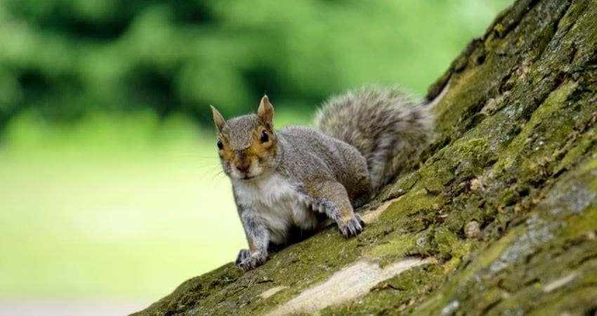 life expectancy of a squirrel - easter grey squirrel