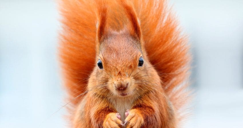 are squirrels rodents - red squirrel