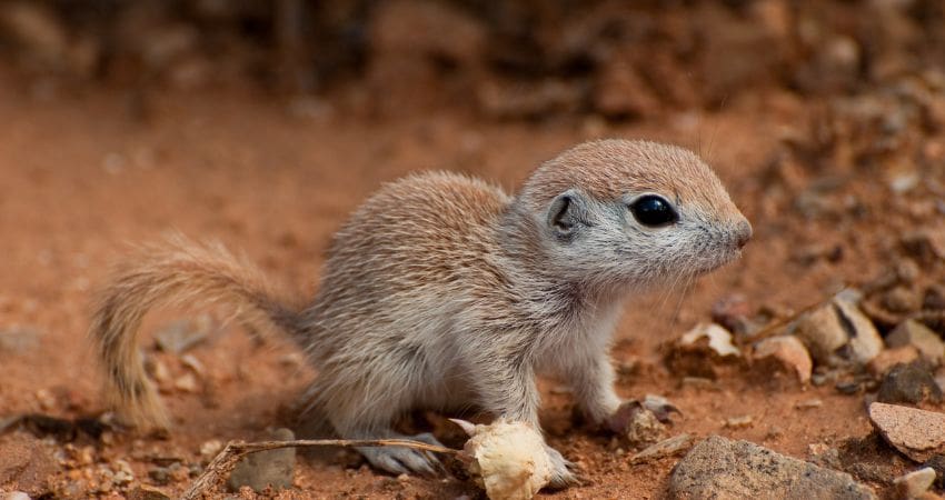 baby ground squirrel - round tailed ground squirrel