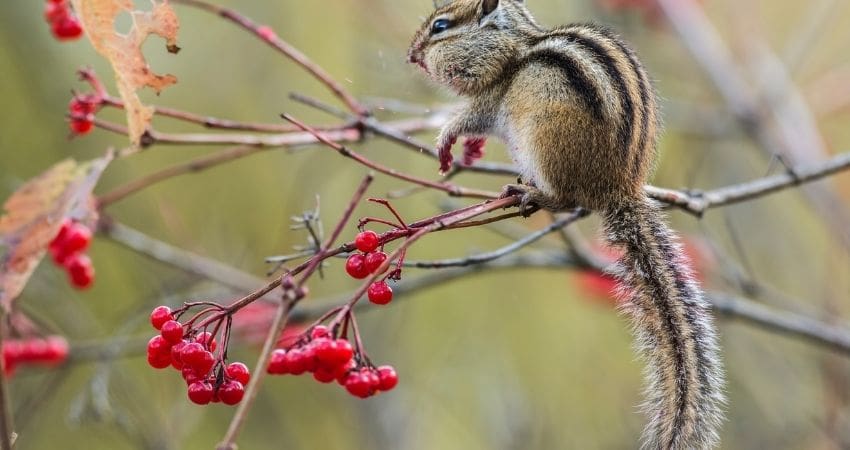 do chipmunks have tails - chipmunk sitting on branch with red berries
