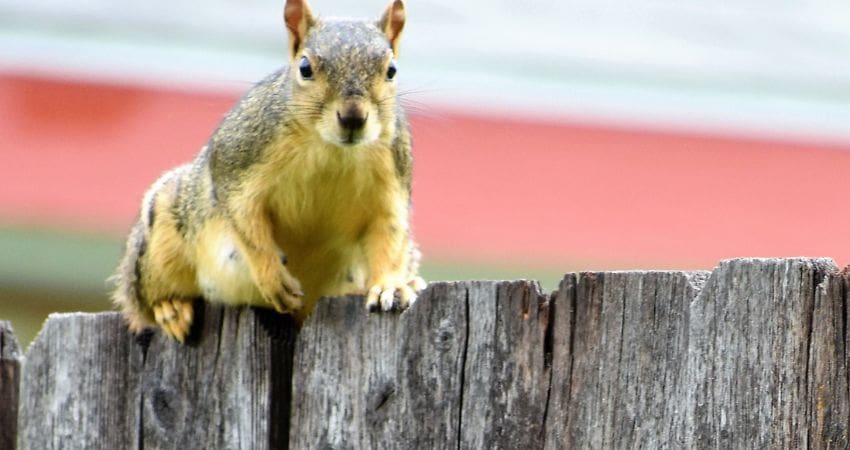 preganant squirrels - fox squirrel on fence