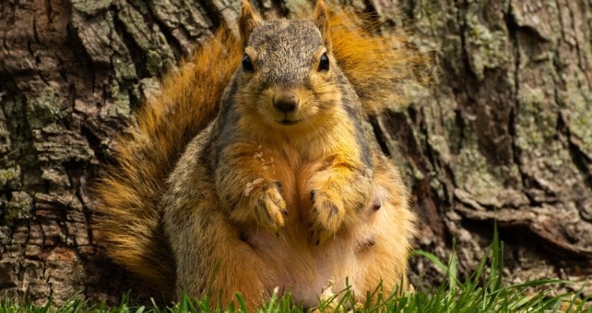 pregnant squirrel - featured image