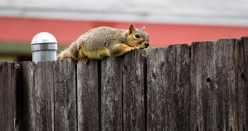 pregnant squirrel - fox squirrel laying on fence