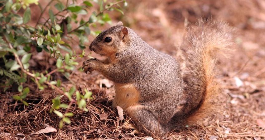 pregnant squirrel - fox squirrel
