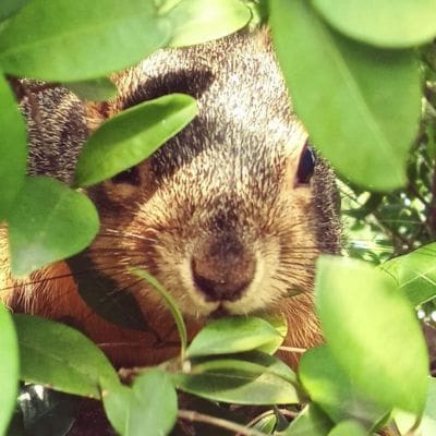 share your photos - Maple the fox squirrel