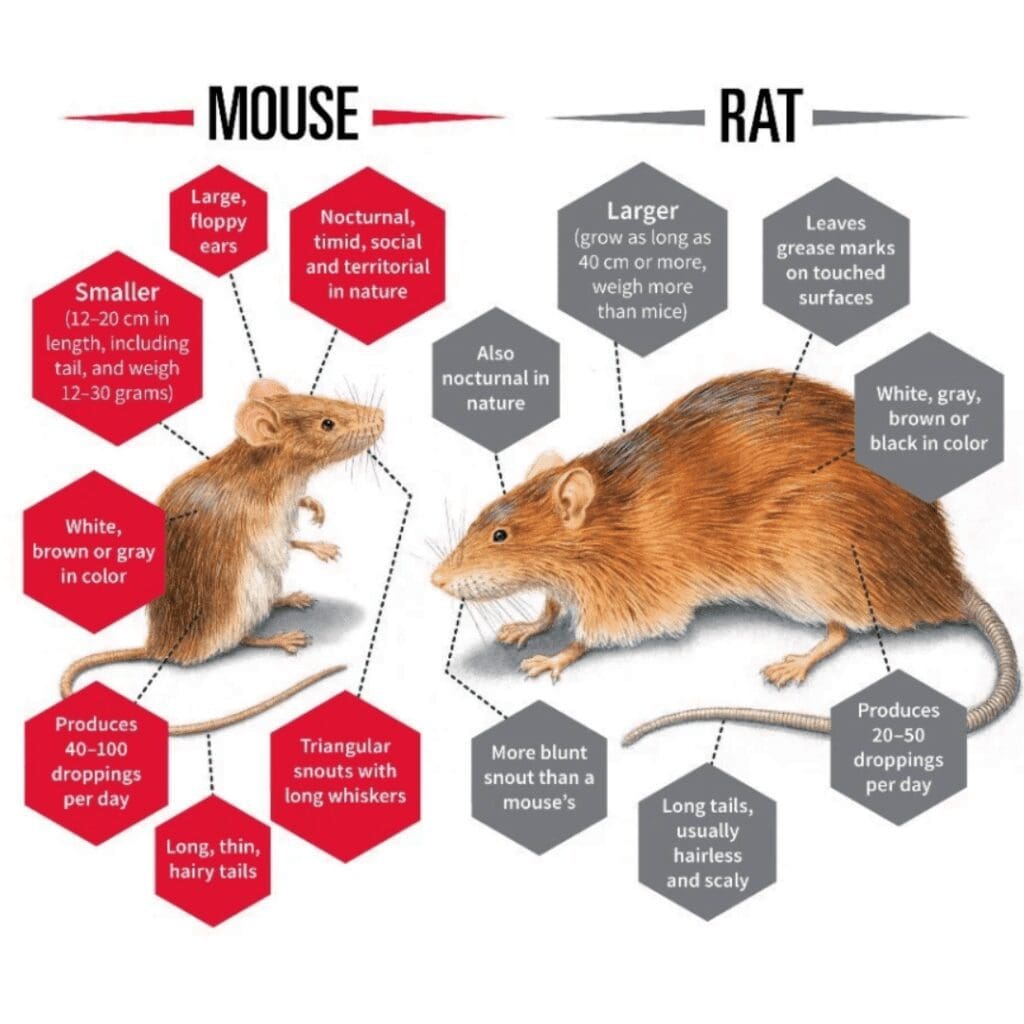 Difference between a rat and a mouse infographic