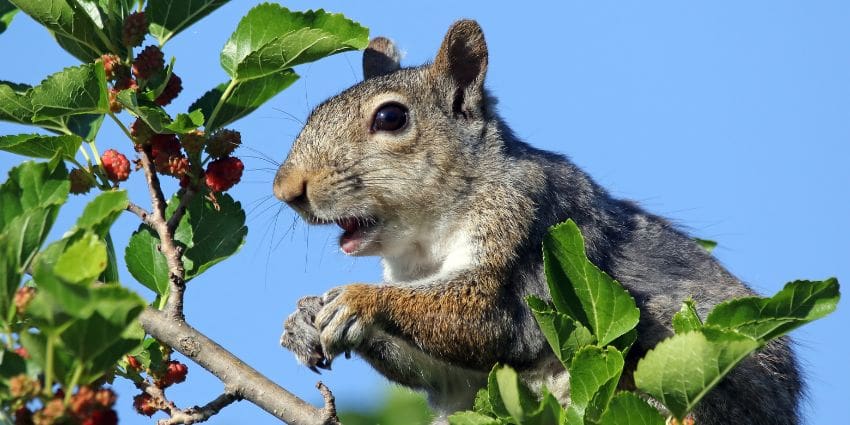 are squirrels rodents - eastern grey squirrel