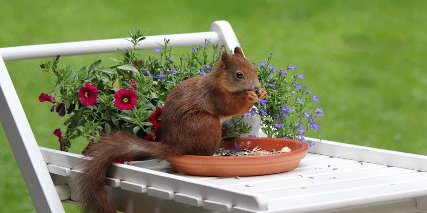 are squirrels rodents - red squirrel sitting on a chair eating sunflower seeds